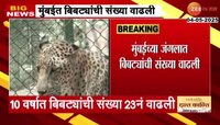 मुंबईच्या जंगलात बिबट्यांची संख्या वाढली, संजय गांधी उद्यानात 54 बिबटे