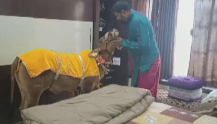 आलिशान बंगल्यात राहते चंद्रा गाय; स्वतःचा एसी अन्... 