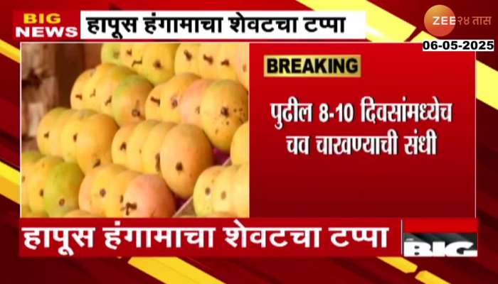 Hapus Mango Last Phase Of Season Begins For Unseasonal Rainfall