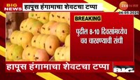 Hapus Mango | हापूस हंगामाचा शेवटचा टप्पा; पुढील 8-10 दिवसांनंतर...