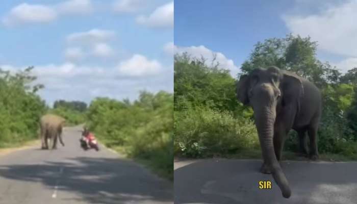 VIDEO: भारतात कॅनेडियन व्लॉगरचा हत्तीसोबत थरारक सामना; क्षणातच वाचला मित्राचा जीव