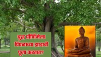 Buddha Purnima च्या दिवशी पिंपळाच्या झाडाची पूजा का करतात? का आहे एवढं महत्त्व 