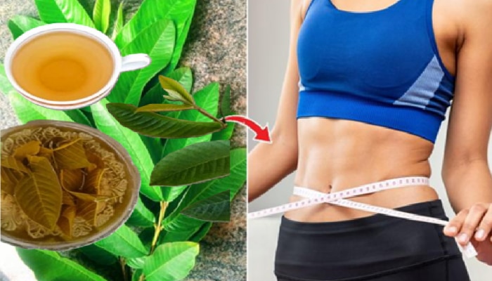 Health Tips : आठवड्यातून तीन वेळा खा &#039;या&#039; झाडांची पानं; वजन कमी करण्यापासून रोगप्रतिकारशक्ती वाढण्यास ठरते फायदेशीर 