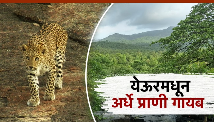 येऊरच्या जंगलातून निम्मे प्राणी पळाले, काय आहे नेमकं कारण?