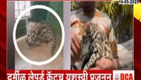 पुण्यात दुर्मीळ लेपर्ड कॅटच यशस्वी प्रजनन 