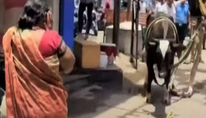 भटक्या कुत्र्याला घाबरुन गाईने थेट दुसरा मजला गाठला, त्यानंतर...; पाहणारे पुणेकर हळहळले भटक्या कुत्र्याला घाबरुन गाईने थेट दुसरा मजला गाठला, त्यानंतर...; पाहणारे पुणेकर हळहळले