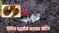 GK : एक असा प्राणी, जो मानेने घालतो अंड, कॅमेऱ्यात कैद झाला दुर्लक्ष क्षण 