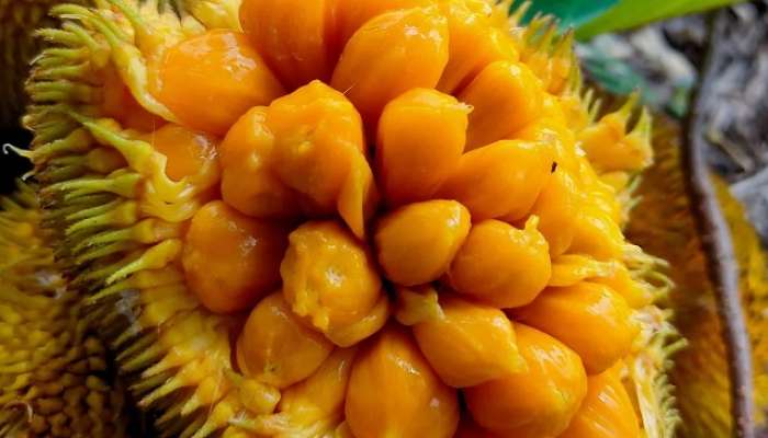 फणस खाल्ल्यावर चुकूनही करू नका 'या' पदार्थांचं सेवन