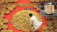 ...म्हणून महाराष्ट्रातून पाठवलेले 4.28 कोटी रुपयांचे आंबे अमेरिकेने कचऱ्यात फेकले