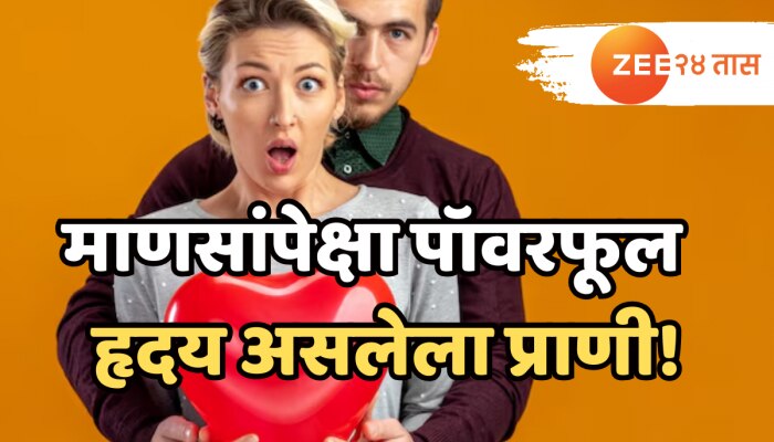 माणसापेक्षा पॉवरफूल असतं या किरकोळ प्राण्याचं हृदय, मान कापली तरी राहतं जिवंत!