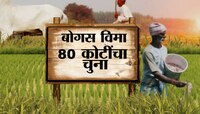 शेतकऱ्यांच्या हक्काचं 800000000 अनुदान सरकारी बाबुंनीच लाटलं! नेमका घोटाळा काय?