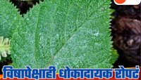 suicide Plant: जगातील सर्वात धोकादायक रोपटं; स्पर्श करताच मरण पक्क; नाव ऐकून वाटेल आ