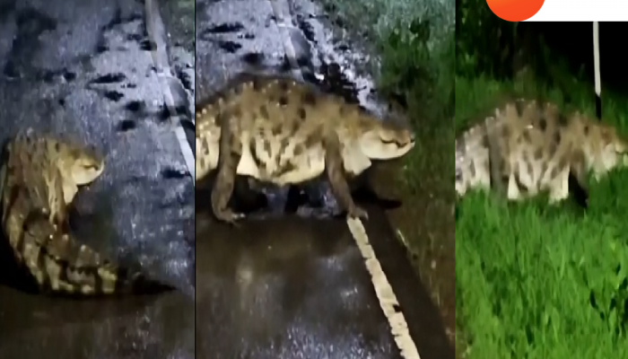  मुसळधार पावसानंतर मुंबईच्या तालावतील मगर फिरु लागली रस्त्यावर; थरकाप उडवणारा व्हिडिओ व्हायरल