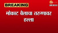 उत्तर प्रदेशातील उन्नाव येथे मोकाट बैलाचा तरुणांवर हल्ला