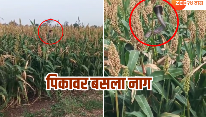 ज्वारीच्या कणसावर नागोबा डुलाया लागला, Video Viral 
