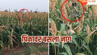 ज्वारीच्या कणसावर नागोबा डुलाया लागला, Video Viral 