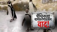 पेंग्विनच्या नामकरणावरून वाद, पेग्विंनच्या पिल्लांना मराठी नावं द्या भाजपची मागणी 