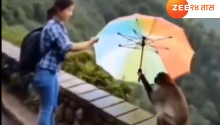 'कर्म करायला गेली अन्...', पावसात भिजणाऱ्या माकडाला छत्री दिली पण पुढे वेगळचं घडलं
