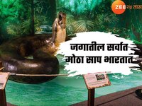 1000 किलो वजन अन् 49 फुट लांब, जगातील सर्वात मोठा साप भारतात, पौराणिक कथेशी आहे संबं