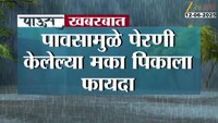 येवल्यात 'कोसळ'धार! पेरणी केलेल्या मक्याला झाला फायदा