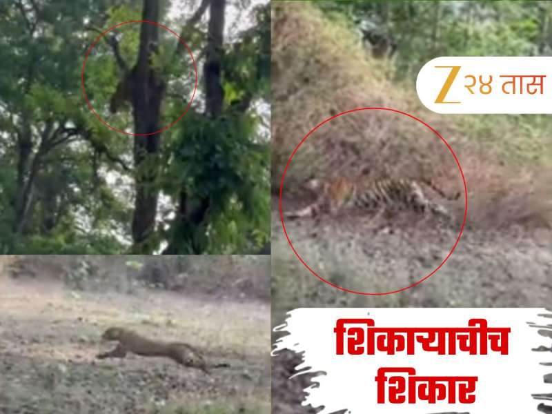 शिकाऱ्याचीच शिकार... वाघिणीकडून बिबट्यावर हल्ला; थक्क करणारा Video समोर