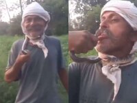 साप पकडल्यानंतर जीभेला किस करण्याचा प्रयत्न, पुढे काय झालं पाहा; अंगावर काटा आणणारा 