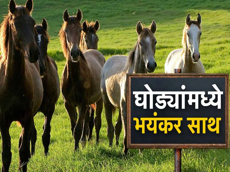 लातूरमध्ये ग्लँडर्स रोगाचा प्रादुर्भाव, एका घोड्याला दयामरण; प्रशासन सतर्क लातूरमध्ये ग्लँडर्स रोगाचा प्रादुर्भाव, एका घोड्याला दयामरण; प्रशासन सतर्क