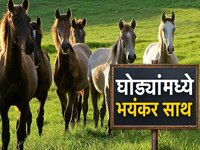 लातूरमध्ये ग्लँडर्स रोगाचा प्रादुर्भाव, एका घोड्याला दयामरण; प्रशासन सतर्क