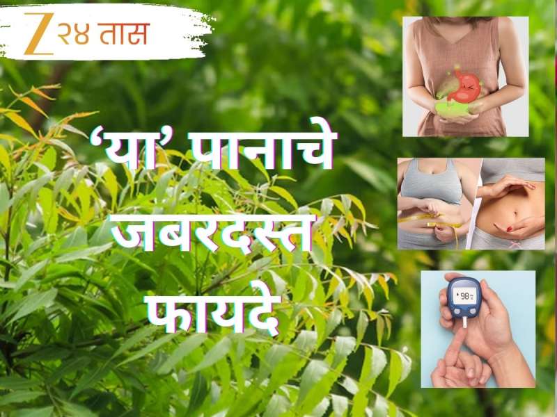 सकाळी उठताच 'ही' हिरवी पानं चावून खा, मिळतील 6 जबरदस्त फायदे; पाहून व्हाल आश्चर्यचकित 