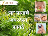 सकाळी उठताच 'ही' हिरवी पानं चावून खा, मिळतील 6 जबरदस्त फायदे; पाहून व्हाल आश्चर्यचकि