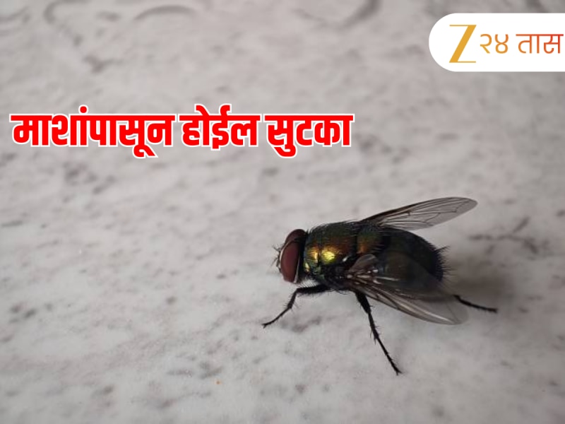 Monsoon Tips: पावसाळ्यात घोंगावणाऱ्या माशा 9 उपायांनी करा हद्दपार Monsoon Tips: पावसाळ्यात घोंगावणाऱ्या माशा 9 उपायांनी करा हद्दपार