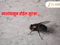 पावसाळ्यात घोंगावणाऱ्या माशा 9 उपायांनी करा हद्दपार