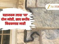 सापाचा सर्वात मोठा शत्रू, घराजवळ लावा 'या' दोन गोष्टी, साप कधीच फिरकणार नाही