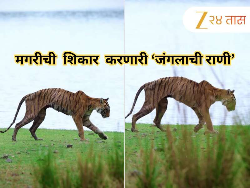 थकलेलं शरीर, हाडांचा सापळा, तरीही रुबाब! रणथंबोरच्या 'राणी'चा मृत्यूपूर्वीचा 'फायनल वॉक', Viral Video पाहून भावूक व्हाल