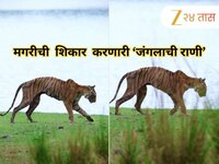 थकलेलं शरीर, हाडांचा सापळा, तरीही रुबाब! रणथंबोरच्या 'राणी'चा मृत्यूपूर्वीचा 'फायनल 