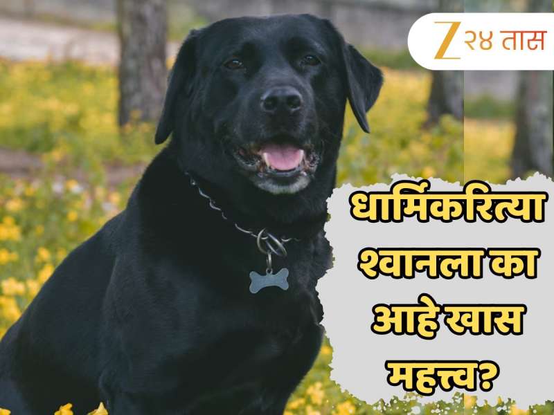 धार्मिकरित्या श्वानला का आहे खास महत्त्व? चपाती खाऊ घालण्यामागे आहे शनिदेवाचा संबंध