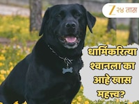 धार्मिकरित्या श्वानला का आहे खास महत्त्व? चपाती खाऊ घालण्यामागे आहे शनिदेवाचा संबंध
