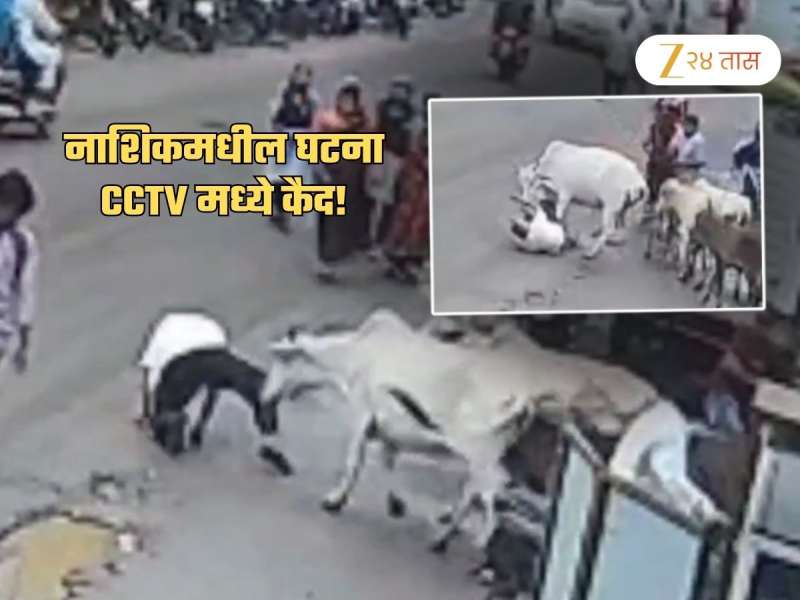 आधी शिंगावर घेतलं, मग छातीवर नाचली... गायीच्या हल्ल्यात वृद्धाचा मृत्यू; CCTV Video