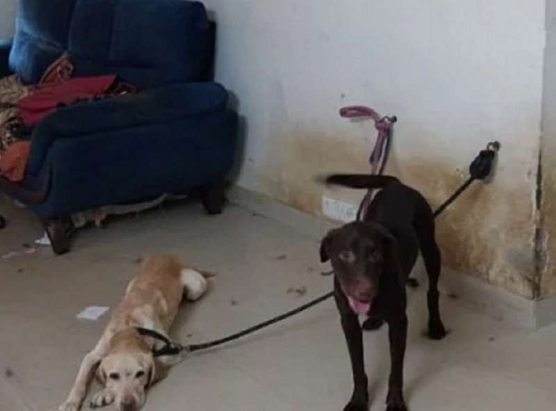 दुर्गंध येत असल्याने शेजाऱ्यांनी पोलिसांनी कळवलं, दरवाजा उघडल्यानंतर सगळेच हादरले, महिला चक्क कुत्र्यावर....