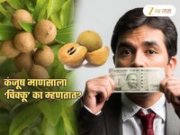 कंजूष माणसाला ‘चिक्कू’ का म्हणतात? पैसे खर्च न करण्याचा या गोड फळाशी काय संबंध?