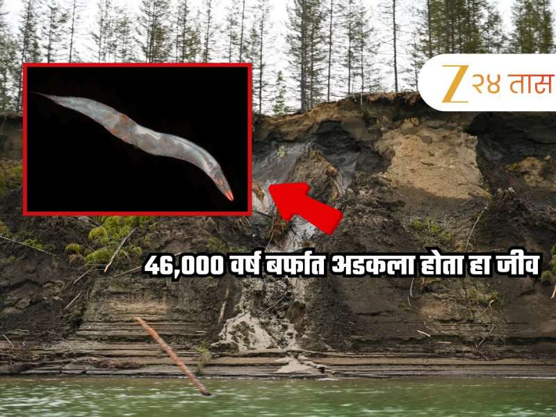 हे घडलं कसं? 46,000 वर्षांनंतर बर्फात जिवंत सापडला चमत्कारी जीव, अजब प्रकार पाहून शास्त्रज्ञांनाही बसला धक्का