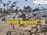 मुंबईची ओळख असलेले सर्व 'कबुतर खाने' बंद होणार; काय आहे नेमकं कारण? यामुळे काय होईल?