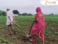 ...म्हणून शेतकऱ्याने स्वत:लाच औताला जुंपलं; हृदय पिळवटून टाकणारी करुण कहाणी 