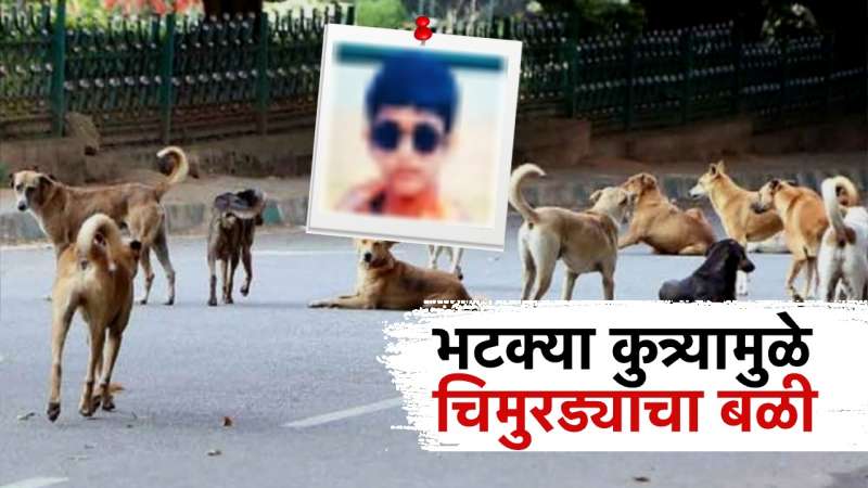 भटक्या कुत्र्यामुळे बारा वर्षाच्या चिमुरड्याचा बळी, सहाव्या मजल्यावरून पडला; कुत्र्यांचा प्रश्न ऐरणीवर