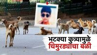 भटक्या कुत्र्यामुळे बारा वर्षाच्या चिमुरड्याचा बळी, सहाव्या मजल्यावरून पडला; कुत्र्य