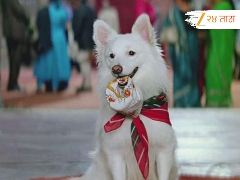 1994 चा ब्लॉकबस्टर! 6 कोटींच्या बजेटमध्ये 128 कोटींची कमाई, या अभिनेत्याने सुपरस्टार कलाकारांना टाकले मागे