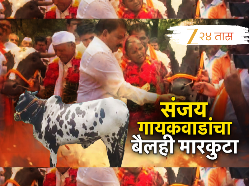 संजय गायकवाडांच्या मदतीचा बैल शेतकऱ्याच्या अंगावर धावला, मारकुटेपणाची गावभर चर्चा!