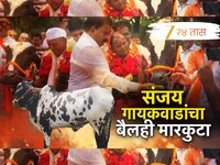 संजय गायकवाडांच्या मदतीचा बैल शेतकऱ्याच्या अंगावर धावला, मारकुटेपणाची गावभर चर्चा!