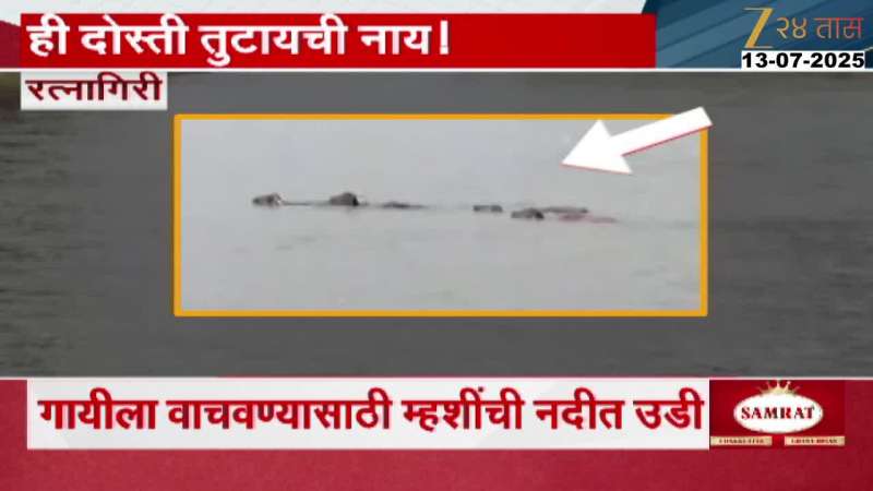 Three Buffaloes Saved The Cow