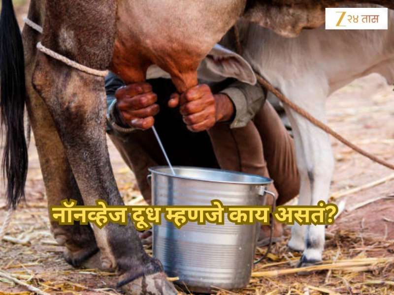 What is Non Veg Milk: मांसाहारी दुधावरुन भारत आणि अमेरिका भिडली; पण Non Veg Milk काय असतं?